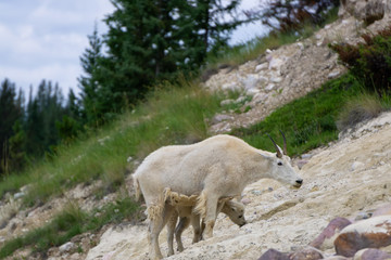 Mother Mountain Goat and her kid in Jasper National Park, Alberta, Canada.