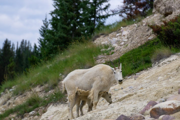 Obraz premium Mother Mountain Goat and her kid in Jasper National Park, Alberta, Canada.