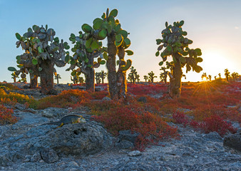 A Galapagos land iguana (Conolophus subcristatus) in between the red sesuvium shrub plants and...