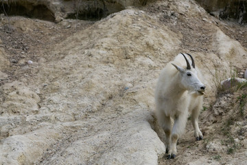 Mother Mountain Goat and her kid in Jasper National Park, Alberta, Canada.
