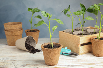 Vegetable seedlings in peat pots on wooden table against blue background