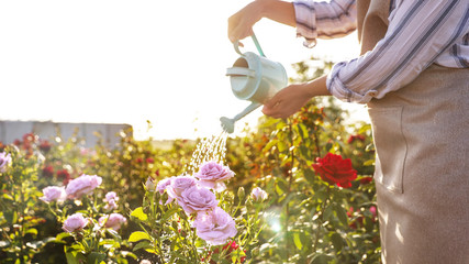 Closeup view of woman watering rose bushes outdoors. Gardening tool
