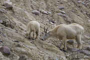 Mother Mountain Goat and her kid in Jasper National Park, Alberta, Canada.