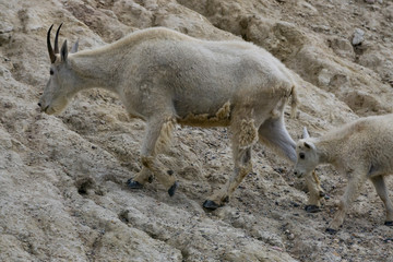 Mother Mountain Goat and her kid in Jasper National Park, Alberta, Canada.