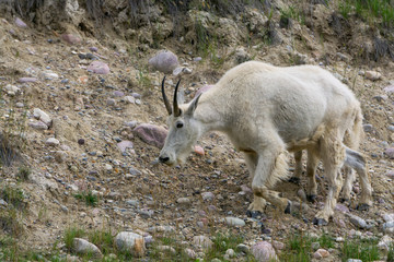 Mother Mountain Goat and her kid in Jasper National Park, Alberta, Canada.