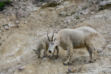 Mother Mountain Goat and her kid in Jasper National Park, Alberta, Canada.