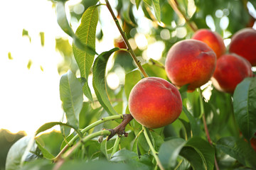 Fresh ripe peaches on tree in garden