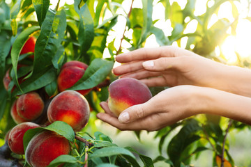 Woman holding fresh ripe peach in garden, closeup view