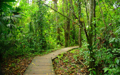 The walking path through the jungle in Tayrona National Park, Colombia.