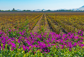 Vines in a winery of Ica used for the production of high quality wines, pisco and champagne, Peru. Colorful fuchsia or magenta bougainvillea flowers in the foreground.