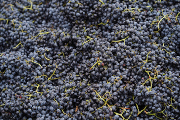 Wine making and winery concept, Fresh grape bunches for making wine