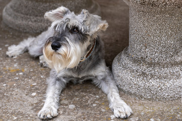 Grey miniature schnauzer lying in the ground