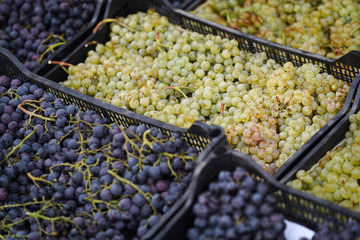 Wine making and winery concept, Fresh grape bunches for making wine