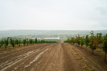 Vineyards with grapevine and winery along wine road, outdoors.