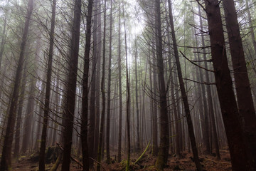 Fototapeta premium Juan de Fuca Trail in the woods during a misty and rainy summer day. Taken near Port Renfrew, Vancouver Island, BC, Canada.