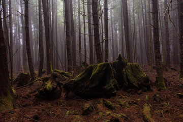 Juan de Fuca Trail in the woods during a misty and rainy summer day. Taken near Port Renfrew, Vancouver Island, BC, Canada.