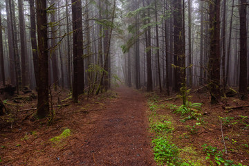 Fototapeta premium Juan de Fuca Trail in the woods during a misty and rainy summer day. Taken near Port Renfrew, Vancouver Island, BC, Canada.
