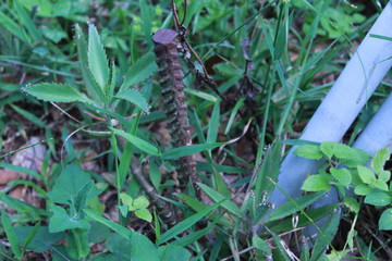 Screw