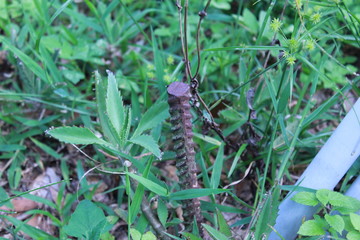 Metal screw in Grass