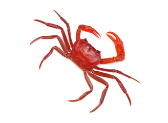 Red land crab (Phricotelphusa limula)(Male) isolated on white background, top view. It's also known as waterfalls crab, native to Phuket Thailand. Rare and protected.