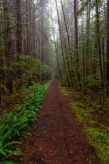 Fototapeta na wymiar Juan de Fuca Trail in the woods during a misty and rainy summer day. Taken near Port Renfrew, Vancouver Island, BC, Canada.