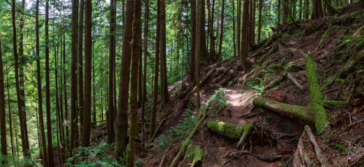 View of Juan de Fuca Hiking Trail during a sunny summer day. Taken near Port Renfrew, Vancouver Island, BC, Canada.
