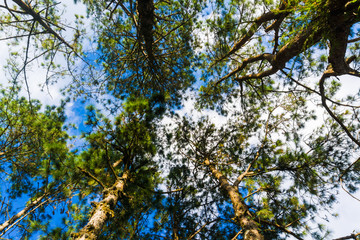 Landscape pine tree forest sunny day blue sky