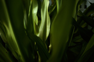 Obraz premium blue greens