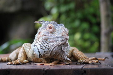 Iguana