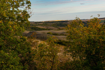 view of the distant hillside between the trees