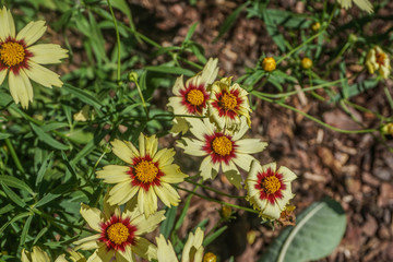 Coreopsis 