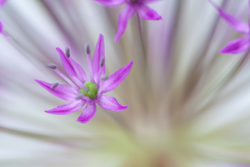 close-up of blooming violet blossoms of a garden leek (Allium)