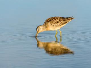 Long-billed Dowitcher with Reflection Foraging in Blue Water
