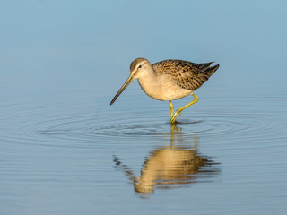 Long-billed Dowitcher with Reflection in Blue Water