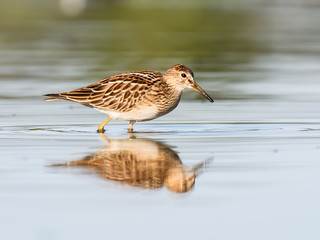 Pectoral Sandpiper with Reflection Foraging on the Pond