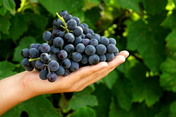 A young man harvests blue grapes from the vines on the farm