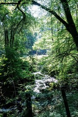 Dense Forest Trees and Stream in Wales