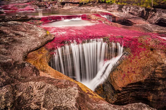 La rivière de Caño Cristales - Adobe Stock