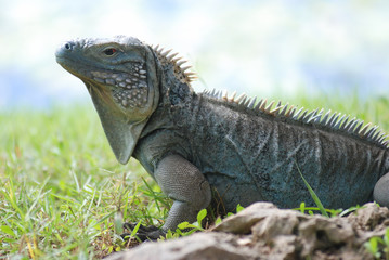 Cayman Blue Iguana basks in the tropical sunlight of the Cayman Islands