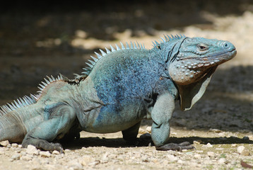 Blue Iguana walks on the ground on Grand Cayman Island in the Caribbean (endangered species)