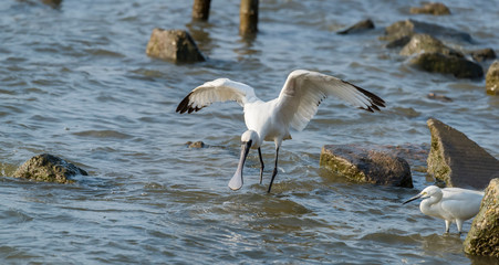 Black-faced Spoonbill flying in waterland