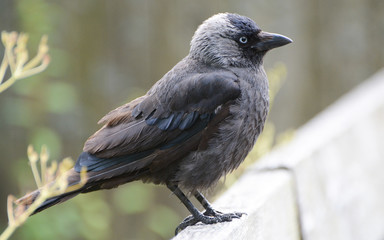 Eurasian Jackdaw bird portrait in Djurgården, Sweden