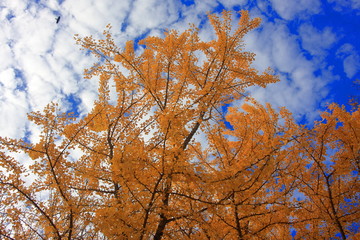 秋の背景素材　銀杏