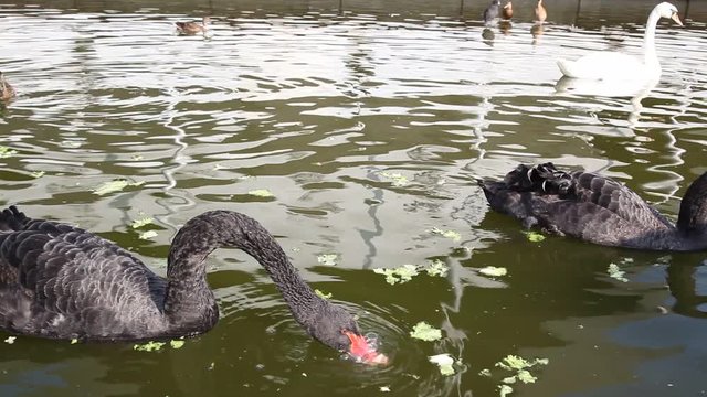 Man, woman, bunch of women feed the swans in a city public leisure park. Takes care of animals