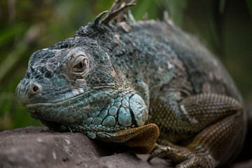 Iguana in zoo close up