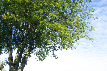 Country Living - living with Nature