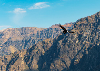 The Andean Condor (Vultur Gryphus) flying above the Andes Mountain Range nearby the Colca Canyon,...