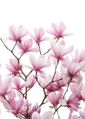 magnolia flower spring branch isolated on white background