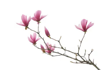 Poster Magnolienblume Frühlingszweig isoliert auf weißem Hintergrund © xiaoliangge