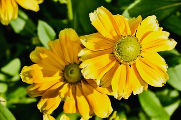 Obraz premium Amarillo for two